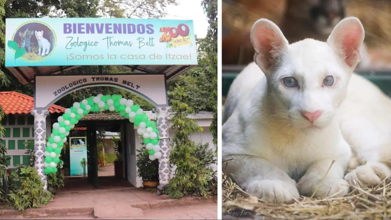 Puma albina Itzae será homenajeada como mascota oficial del zoológico «Thomas Belt» en Chontales