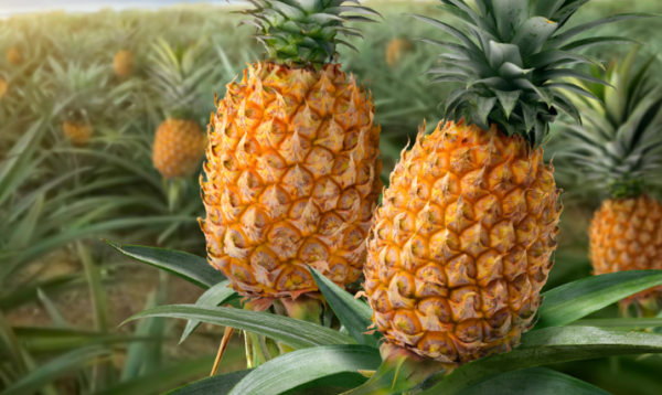 Múltiples beneficios de esta fruta tropical para la salud masculina