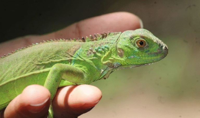 Jóvenes ambientalistas y Marena liberan iguanas verdes en la Laguna El Tigre