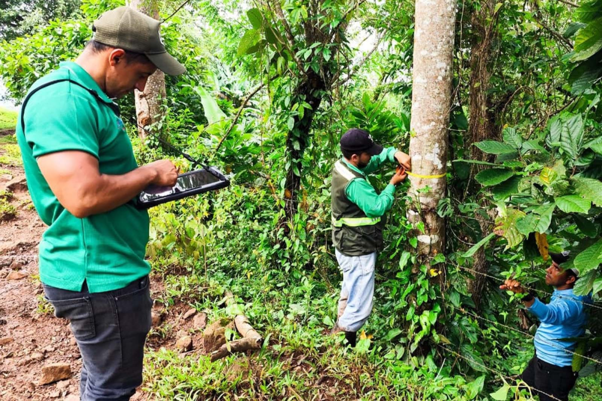 Inventario Nacional Forestal 2025: avance sostenible