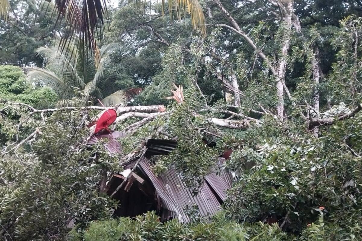 Familia en Cárdenas pierde hogar por caída de árbol