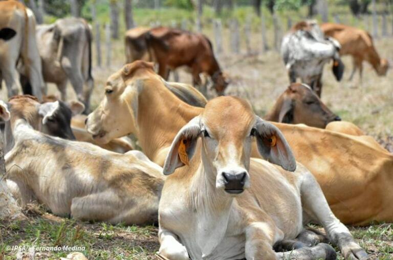 Vacas pastando en un campo soleado.