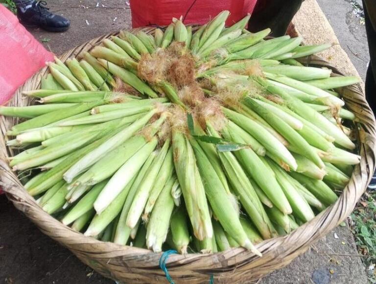 Canasta llena de elotes frescos recién cosechados