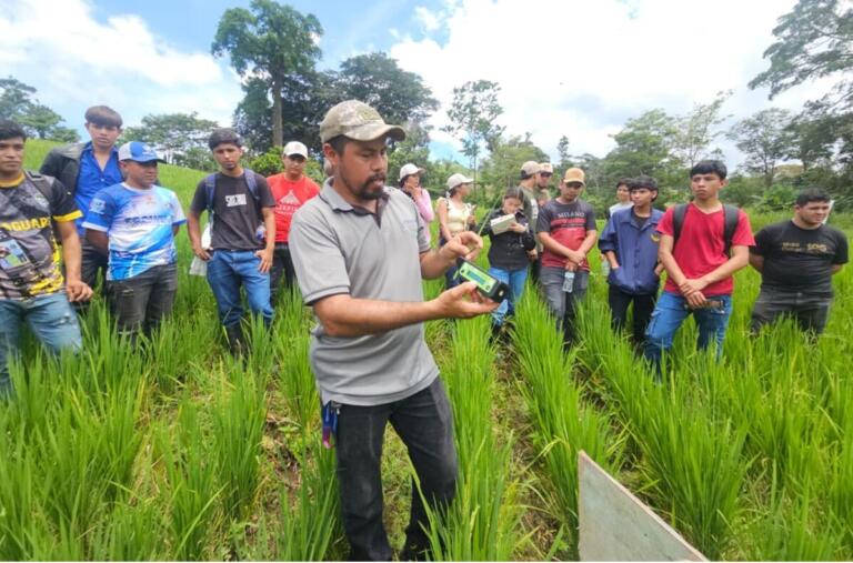 INTA impulsa cultivo de arroz de secano en Jinotega