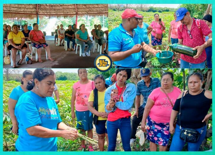 INTA impulsa control ecológico de plagas en cultivo de yuca