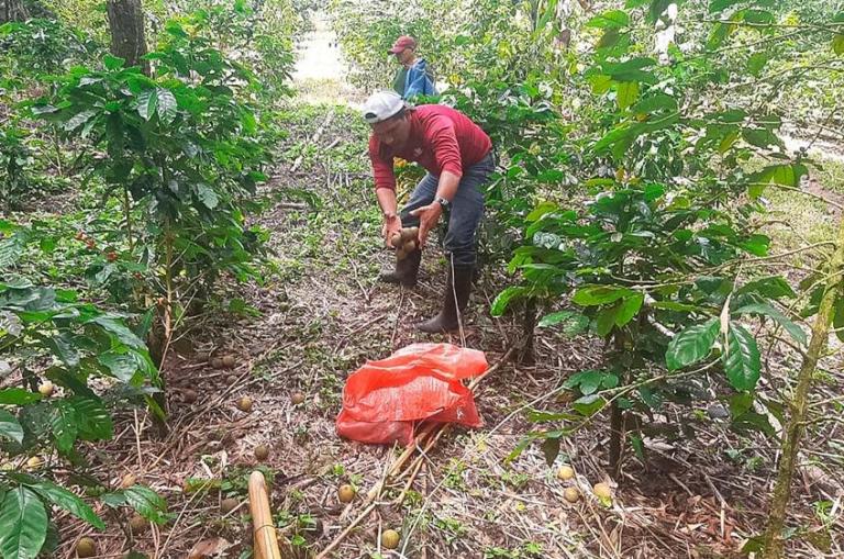 MARENA recolecta frutos de nogal para reforestación 2026