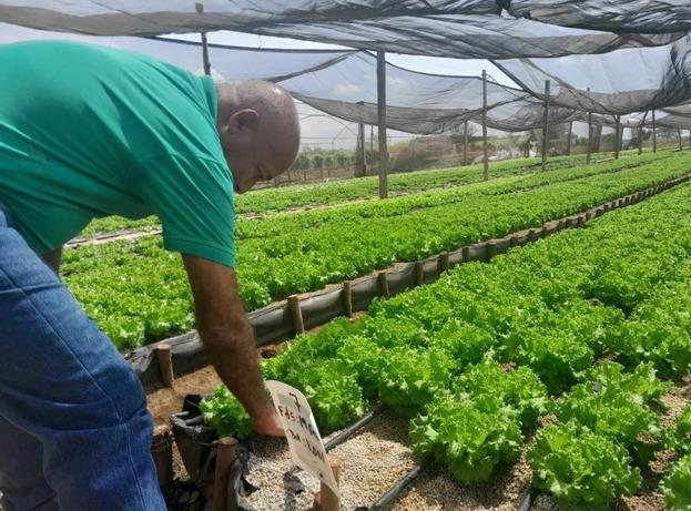 Producción récord de lechuga asegura mercados en Nicaragua