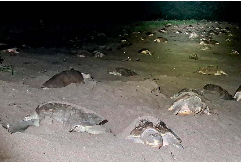 Arribada de tortugas marinas en Río Escalante Chacocente