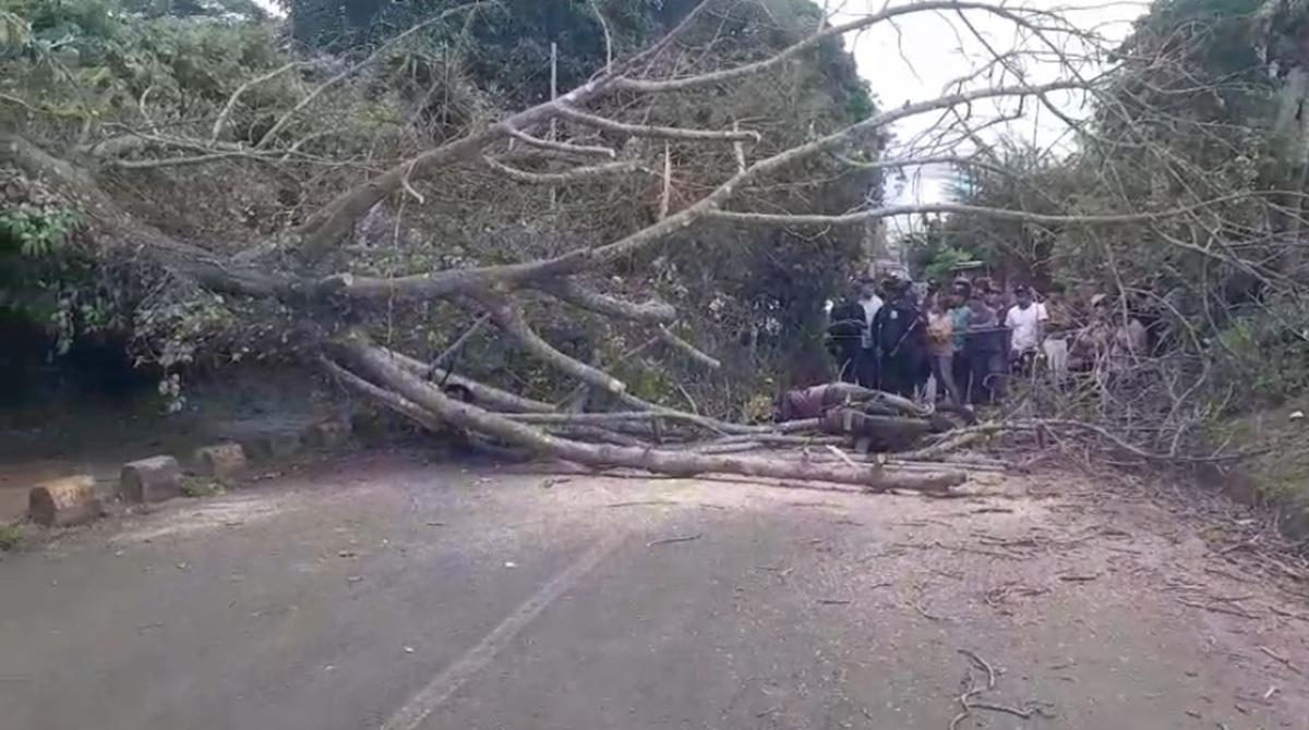 Motociclista muere tras caída de árbol en Nandasmo