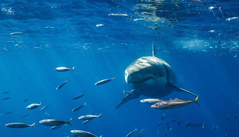 Tiburón ataca a niño de 8 años