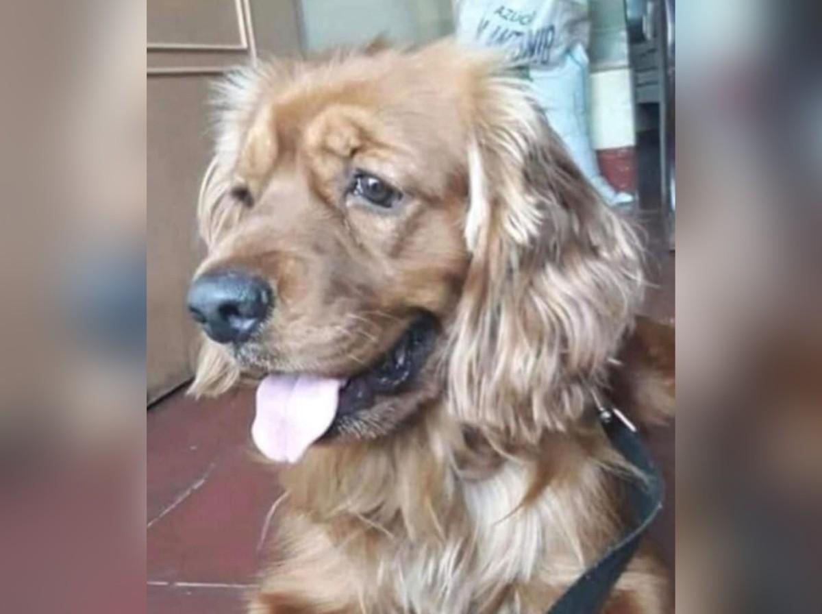 Emotivo reencuentro: abuela recupera a su perro Olaf