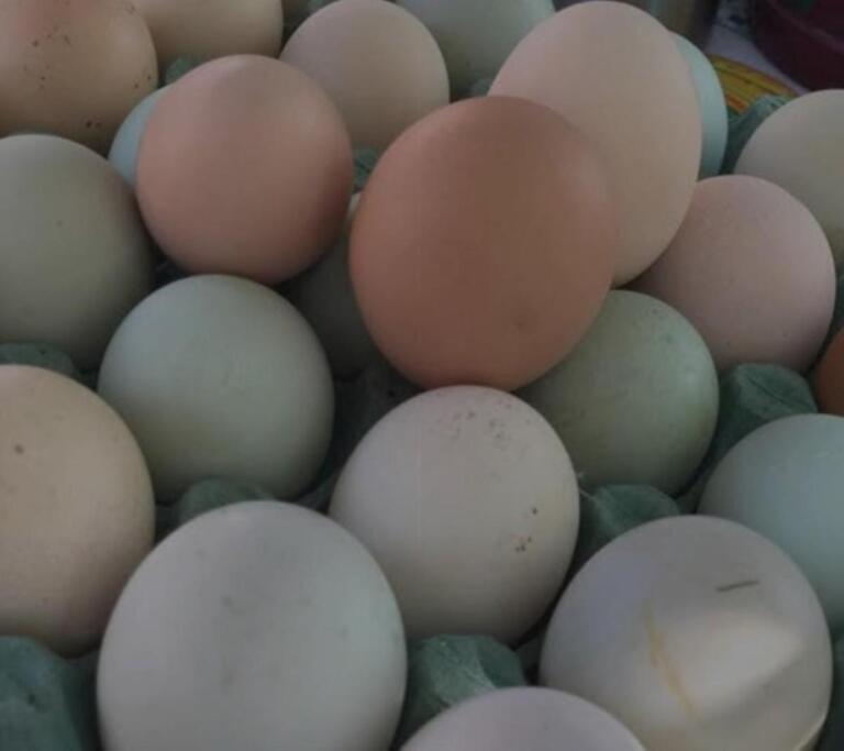 Producción de huevos en fincas de Nicaragua alcanzó las 816 mil cajillas en septiembre