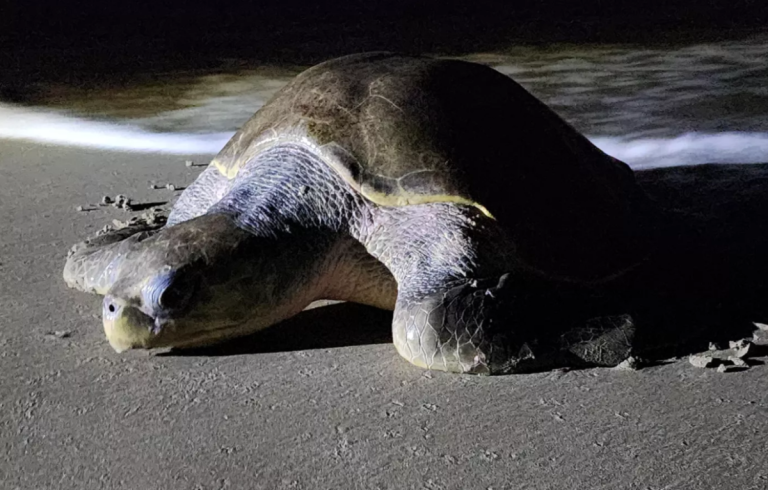 Un ritual ancestral de vida y conservación: las tortugas llegan masivamente a Nicaragua