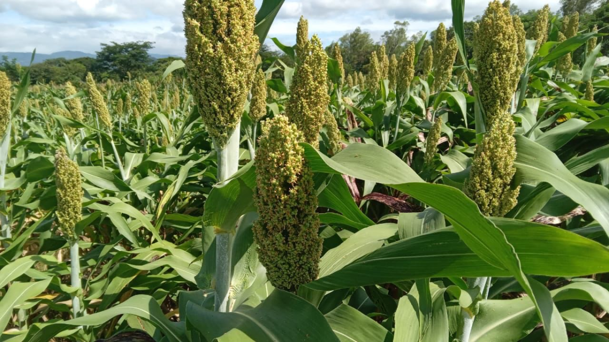 INTA impulsa el sorgo INTA Blanco Forrajero en el norte de Nicaragua