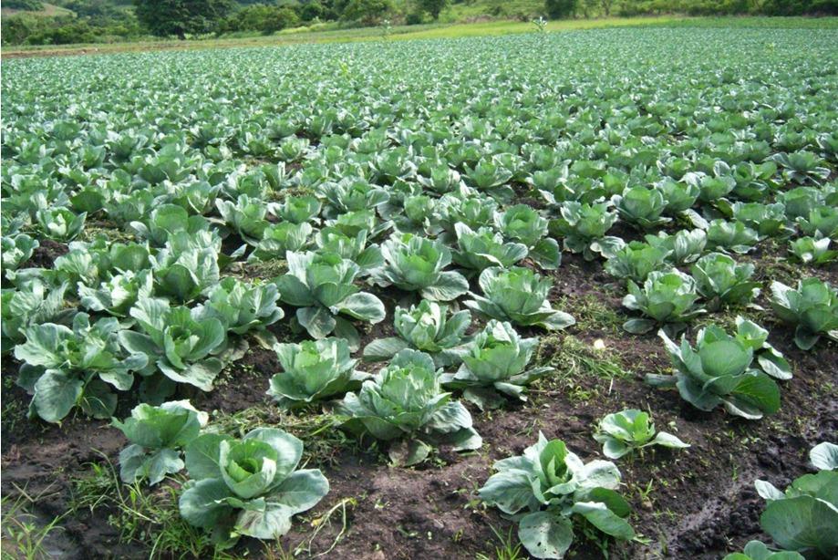 Campo de cultivo de repollos verdes