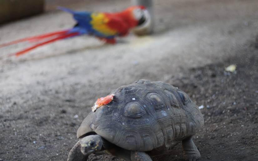 Visita el Parque Zoológico Nacional y vive la naturaleza
