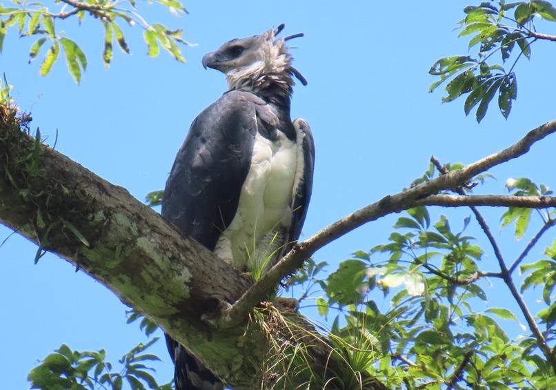 Monitoreo de biodiversidad revela crecimiento del Águila Arpía