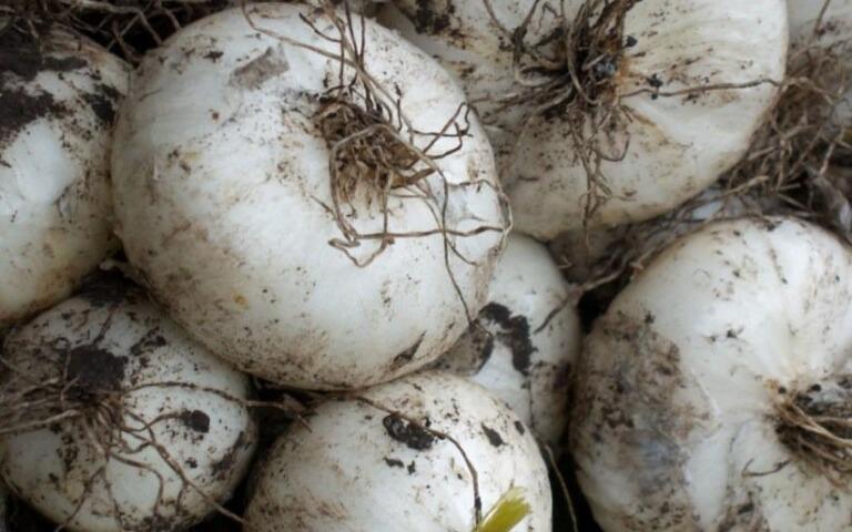 Cebolla blanca, cultivo versátil y de alta demanda registra 20,900 moños en Nicaragua