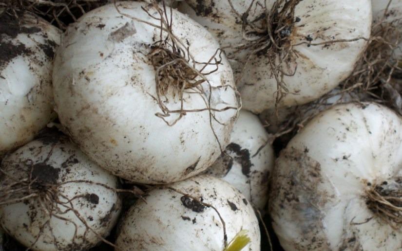 Cebolla blanca recién cosechada