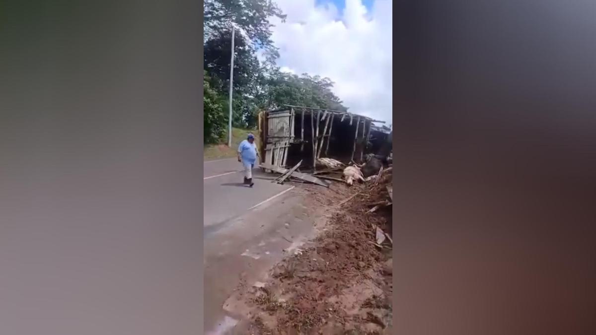 Vuelco de camión en Wapi deja heridos y toros muertos