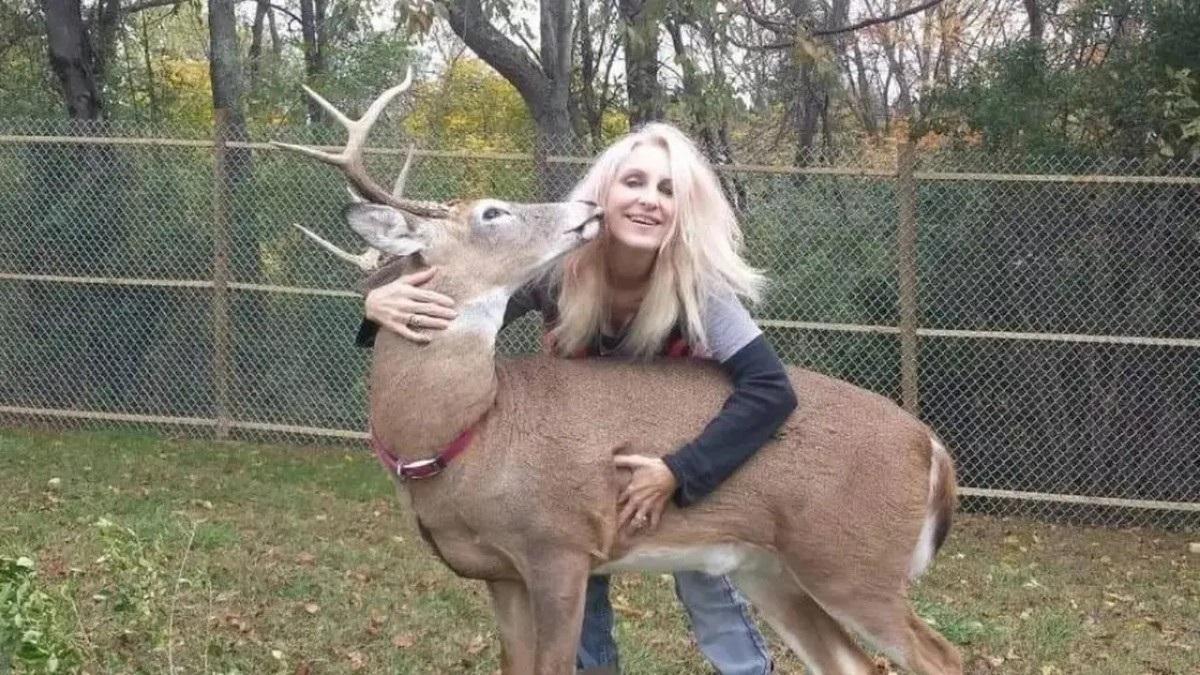 Tragedia en Ohio: ciervo que mujer rehabilitaba la ataca mortalmente en su propio recinto
