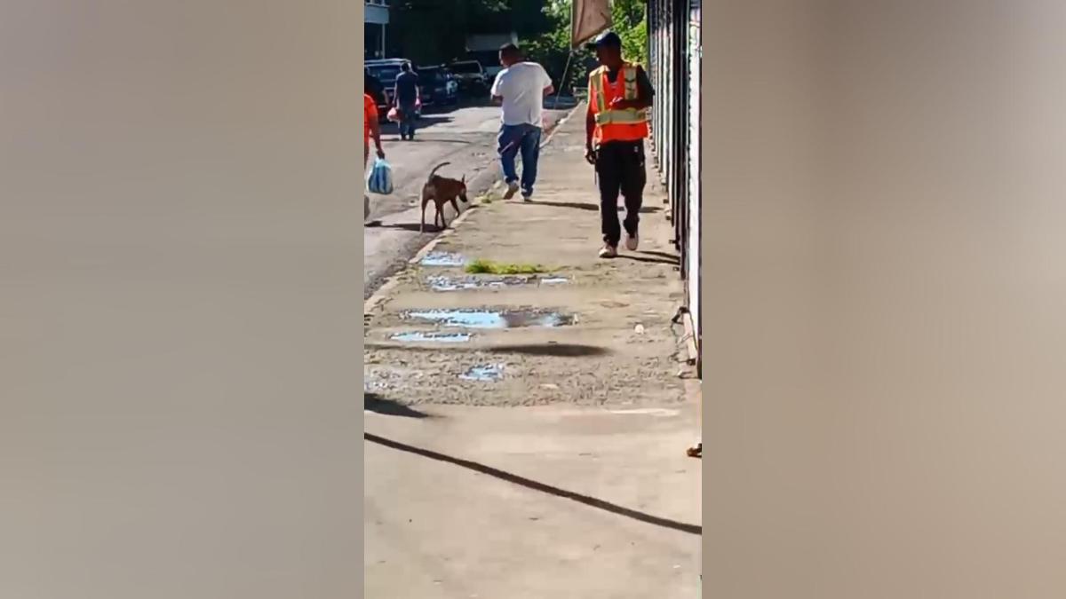 Robo de perro enfermo en Jinotepe: dueña pide ayuda