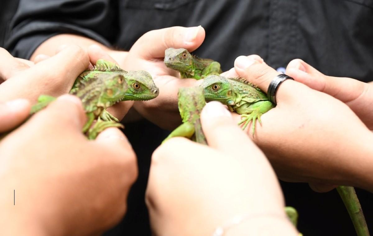 Liberación de iguanas verdes fortalece la biodiversidad en el Parque Nacional Volcán Masaya