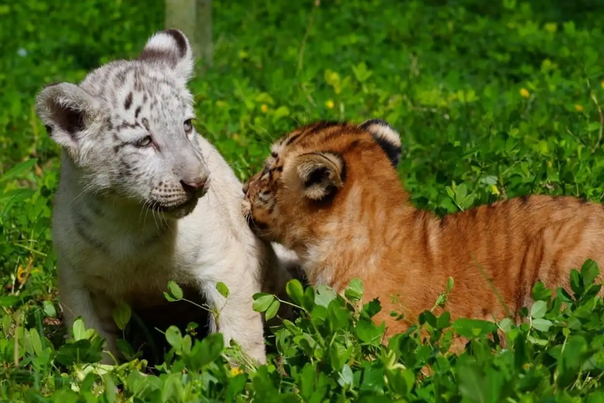 Nacen dos crías de tigre en el Zoológico Nacional de Nicaragua