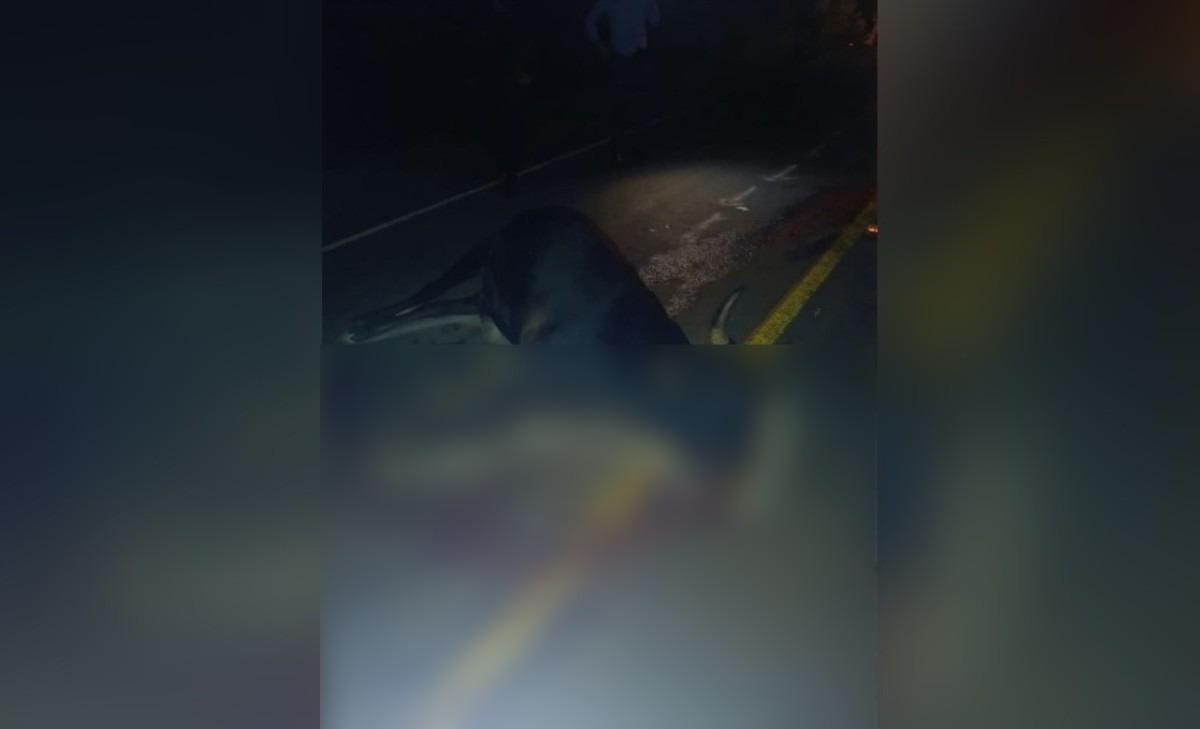 Motociclista herido tras choque con semoviente en Somoto