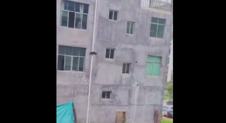 “Perro volador” salta desde un tercer piso para jugar con sus amigos y sale ileso