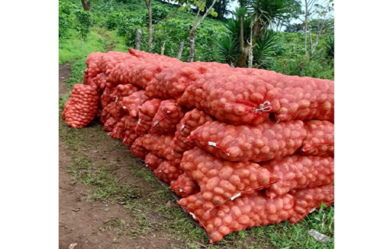 Nicaragua: 184 mil quitales de papa serán cosechados en este mes de diciembre
