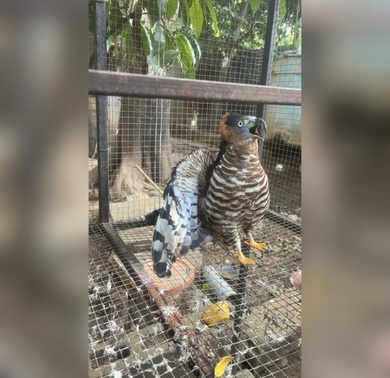 Capitalino encuentra un gavilán herido y Tu Nueva Radio YA le ayuda a protegerlo con el MARENA