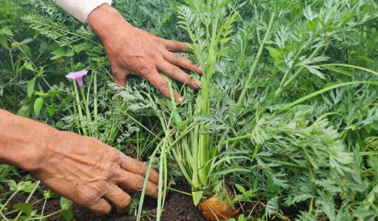 Jinotega y Matagalpa lideran cosecha de zanahoria con más de 34 mil quintales