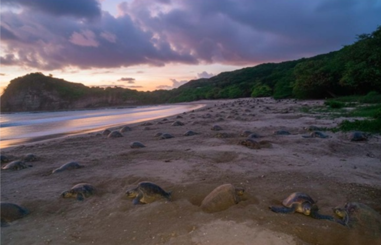 MARENA reporta arribada masiva de 36 mil 600 tortugas paslama en La Flor, Rivas