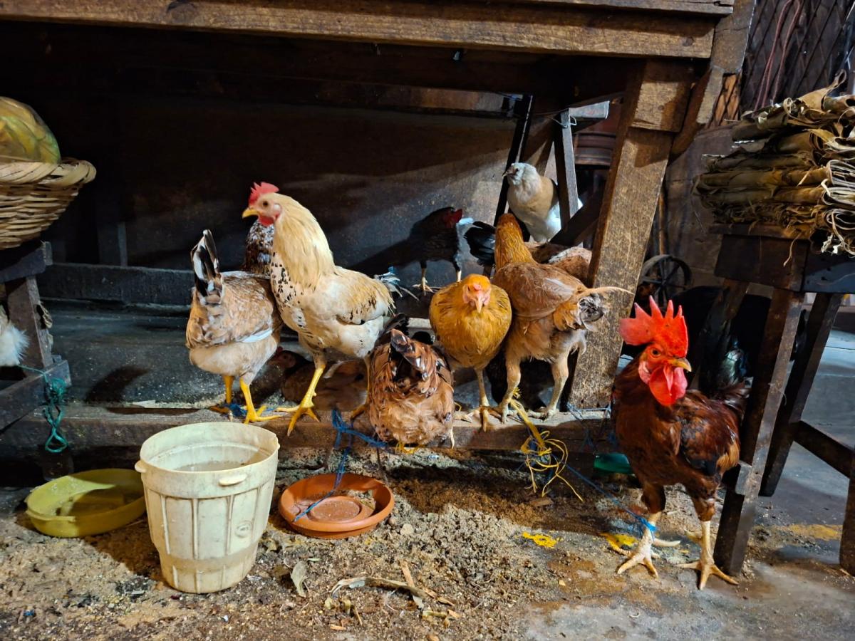 Gallinas y gallo bajo mesa en corral rústico en el Mercado Roberto Huembes de Managua