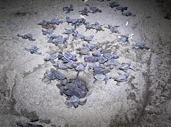 Liberación de tortuguillos en Chacocente