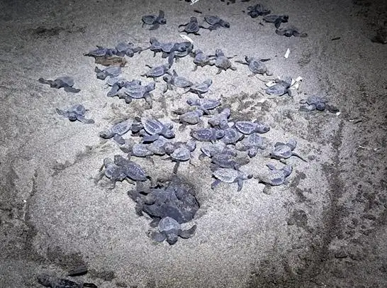 Liberación de tortuguillos en Chacocente