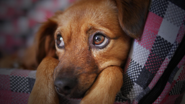 ¡Alerta! Reportan plástico en comida para perros de Estados Unidos