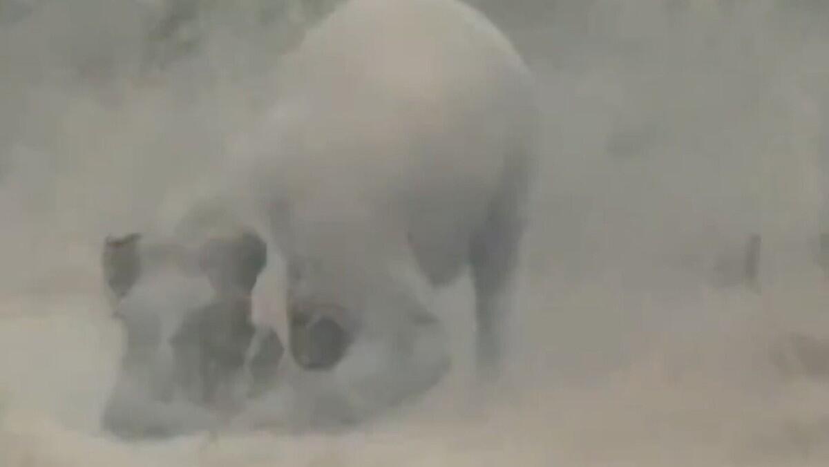 Video capta momento en que elefante mata a cazador de selfies