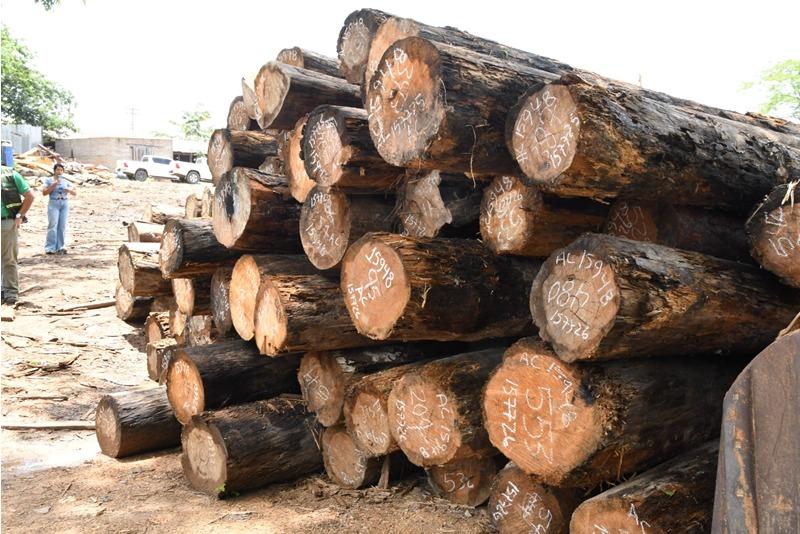 Exportaciones forestales de Nicaragua generan $8,5 millones