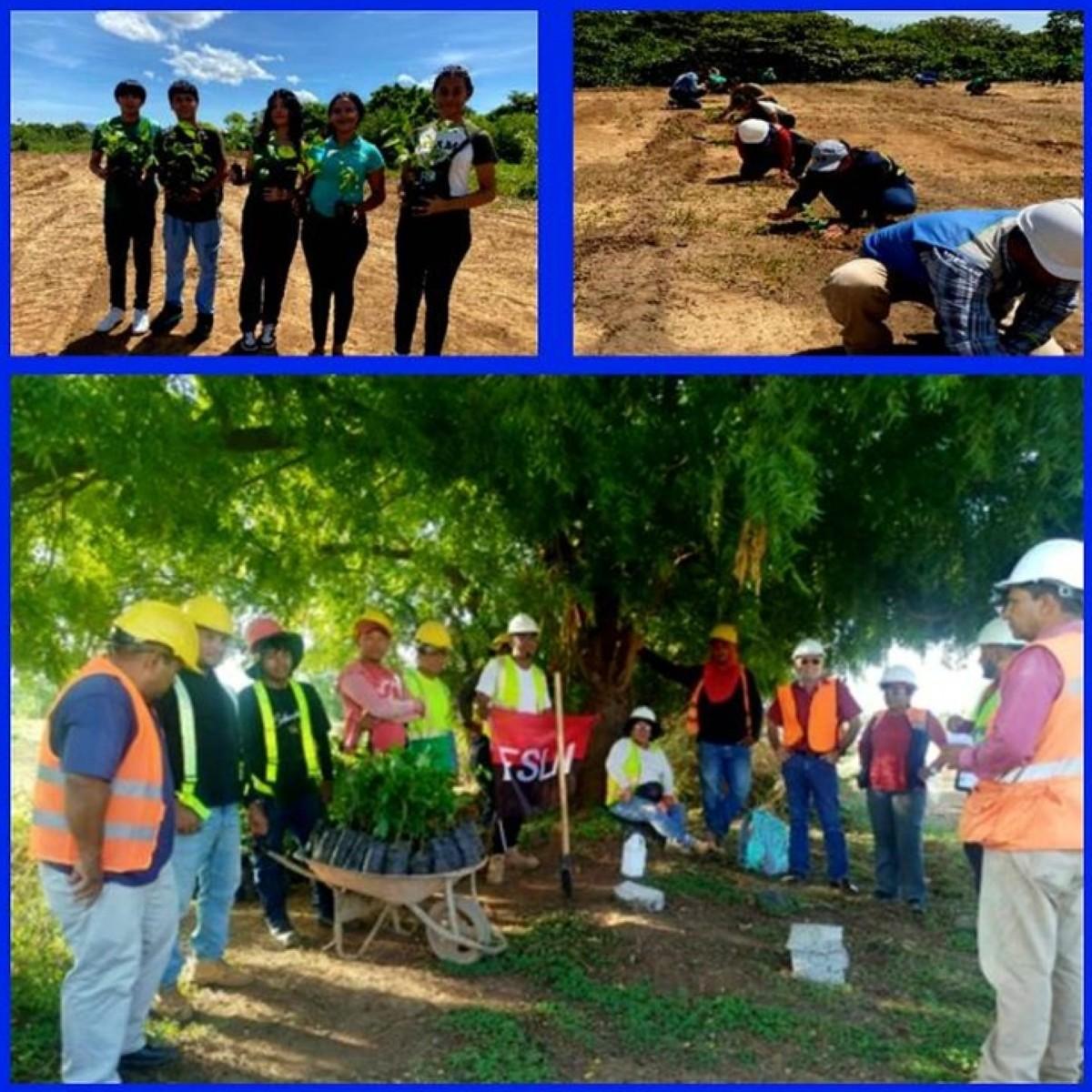 ENACAL impulsa reforestación por el agua sostenible