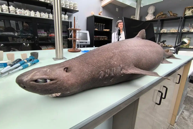 Extraño tiburón foca apareció en las playas de Asturias: pesaba 18 kilos y tenía 12 embriones