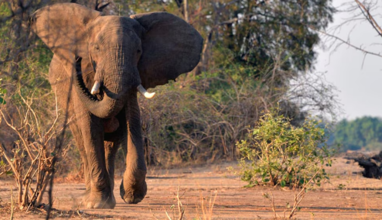 Un elefante mató a 20 personas desde el inicio del año y causa terror en una zona rural de India