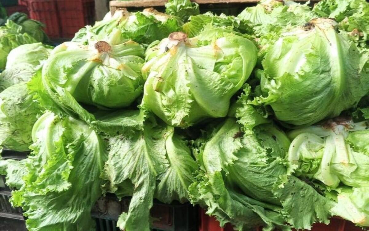 Cosecha récord de lechuga en Nicaragua enero 2026