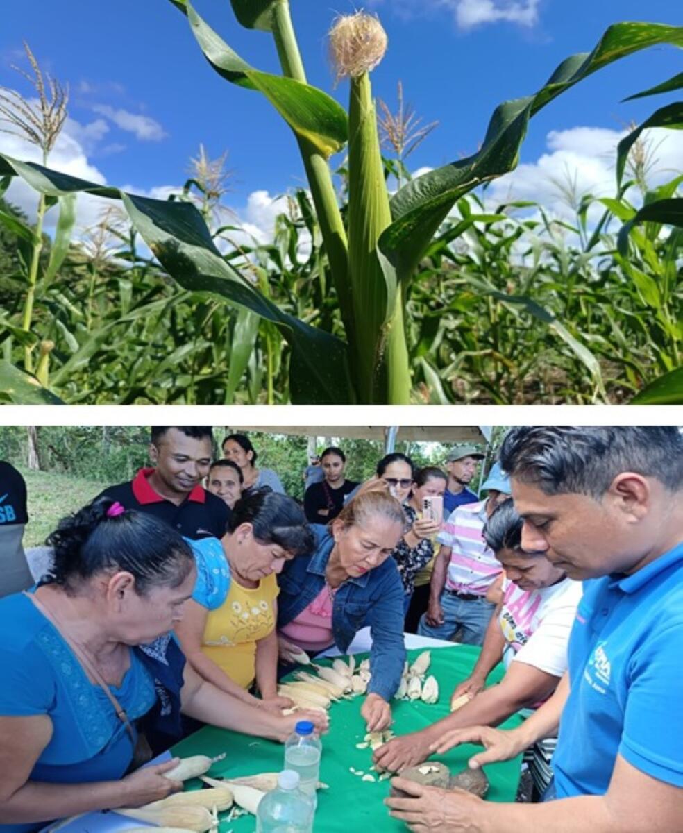 INTA mejora maíz criollo para un futuro sostenible