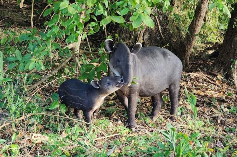 Tapir hembra y su cría son liberados en el archipiélago de Solentiname