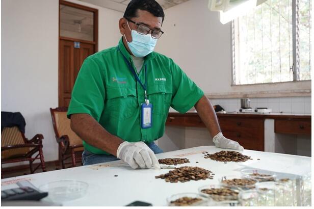 MARENA impulsa reforestación con 1.649 kg de semillas