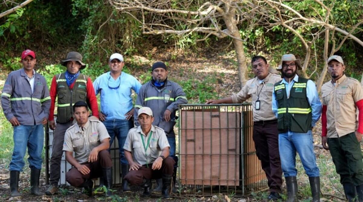 Liberación de tapires refuerza la conservación en Nicaragua