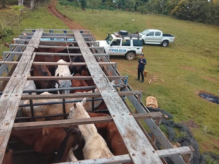 Costa Rica: docena de «cholencos» procedentes de Nicaragua se salvan de ser convertidos en embutidos