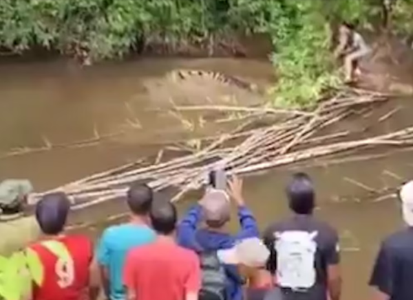 Un cocodrilo de 4 metros devoró a una mujer que recolectaba almejas en Indonesia y el video desató terror en las redes